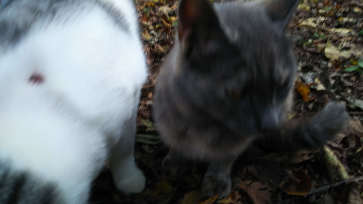 猫　ケガ　争い