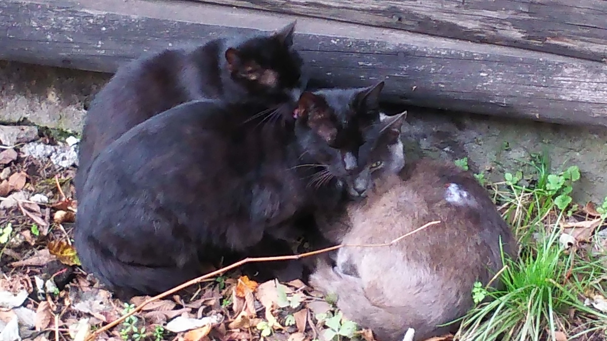 猫団子　癒し