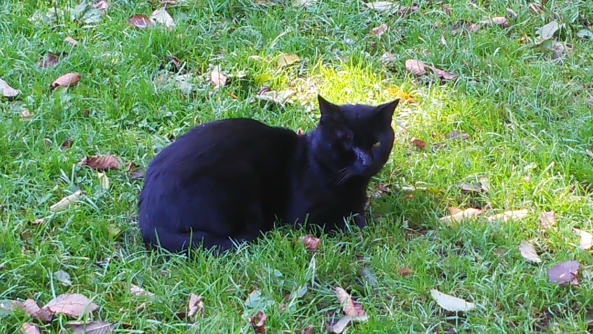 ボス猫　片目　黒猫