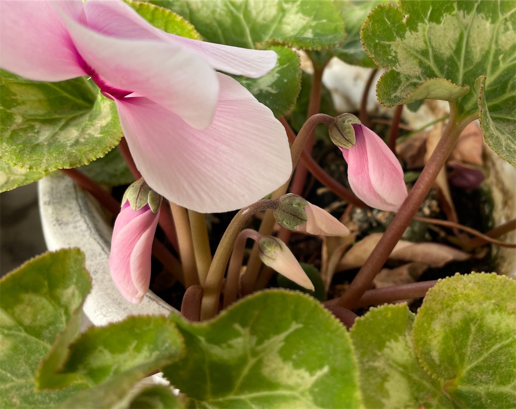 f:id:oxalis_lemon:20260327104630j:image f:id:oxalis_lemon:20260327104630j:image