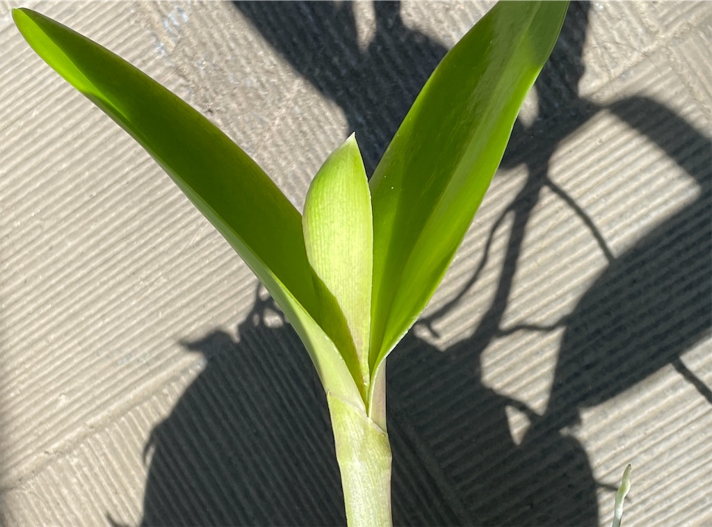 f:id:oxalis_lemon:20260403100950j:image f:id:oxalis_lemon:20260403100950j:image