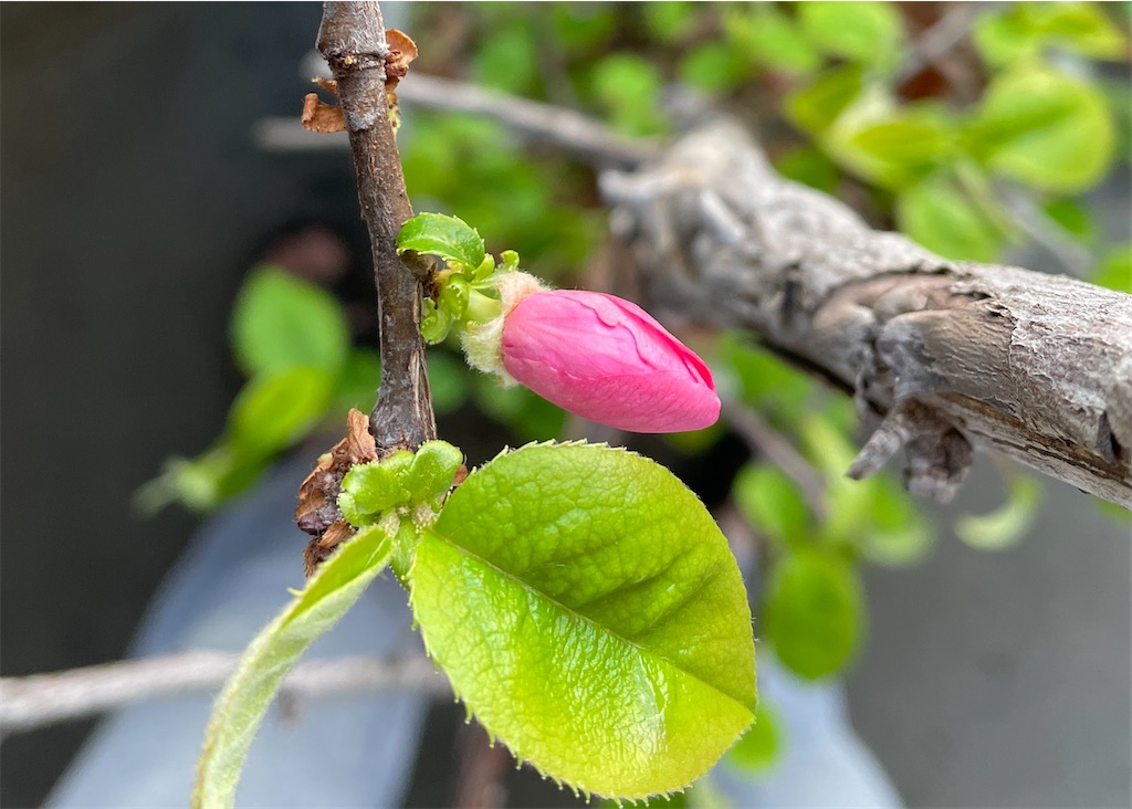 f:id:oxalis_lemon:20260403101016j:image f:id:oxalis_lemon:20260403101016j:image