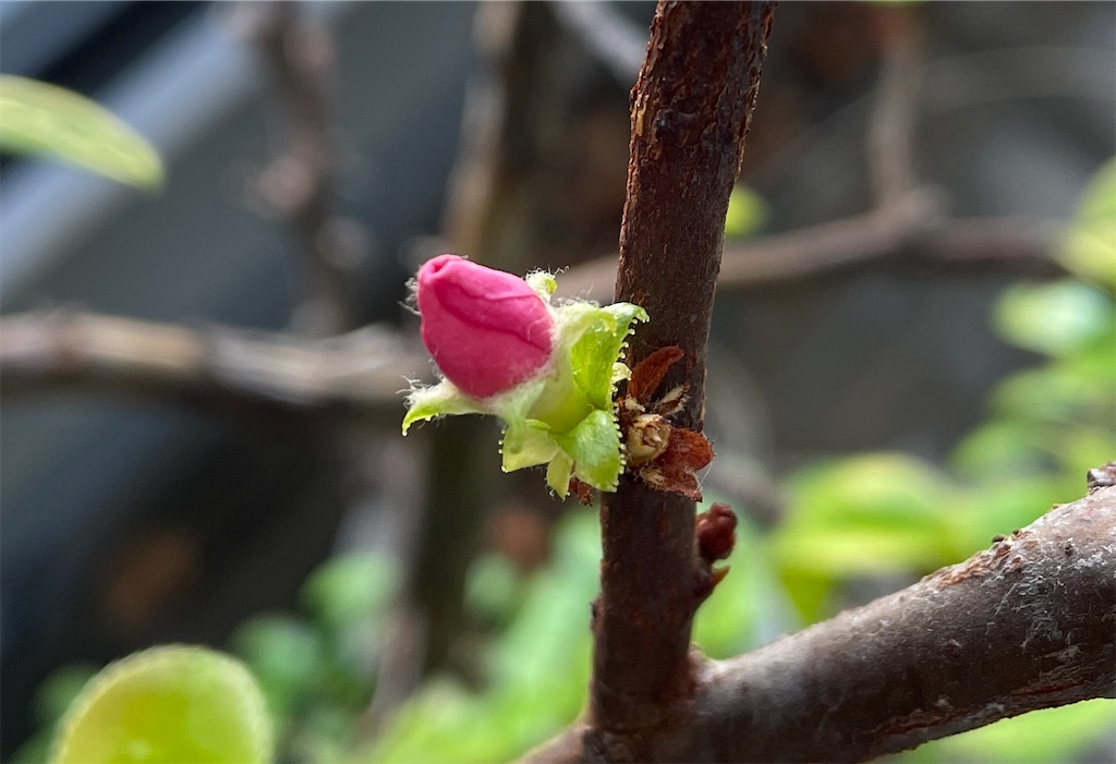 f:id:oxalis_lemon:20260403101023j:image