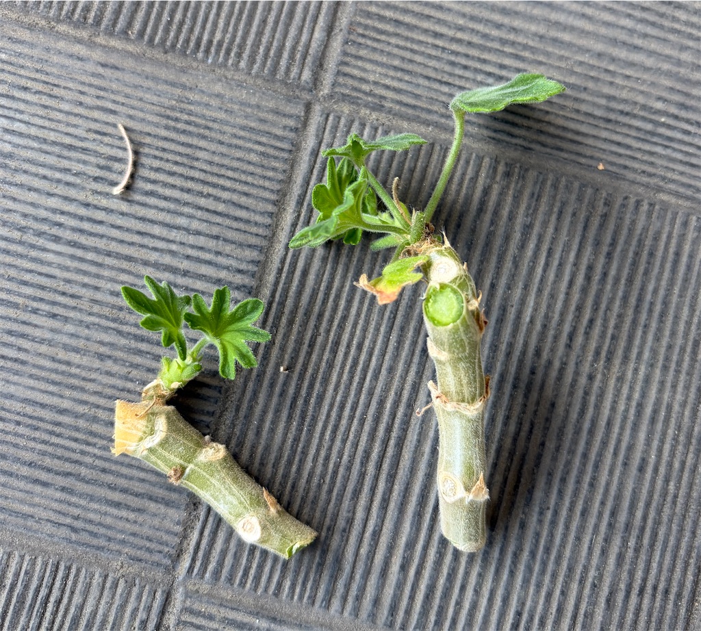 f:id:oxalis_lemon:20260611105709j:image f:id:oxalis_lemon:20260611105709j:image