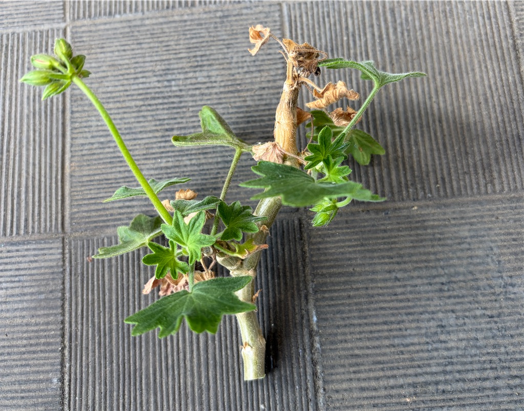 f:id:oxalis_lemon:20260611105711j:image f:id:oxalis_lemon:20260611105711j:image