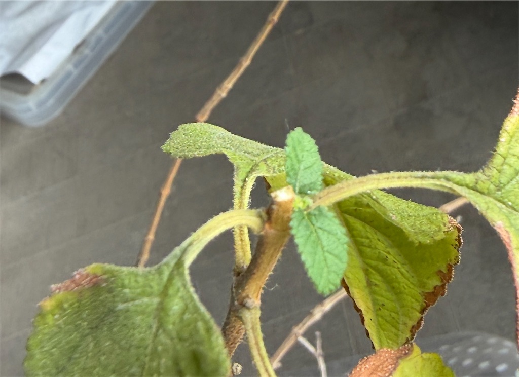 f:id:oxalis_lemon:20260611113452j:image f:id:oxalis_lemon:20260611113452j:image