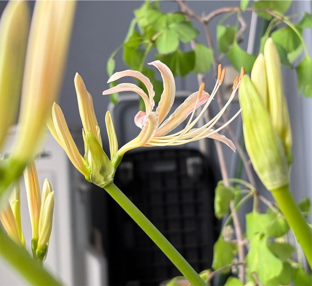 f:id:oxalis_lemon:20260916105907j:image f:id:oxalis_lemon:20260916105907j:image