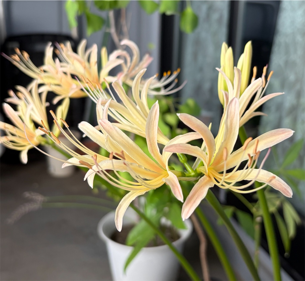 f:id:oxalis_lemon:20260917100020j:image f:id:oxalis_lemon:20260917100020j:image