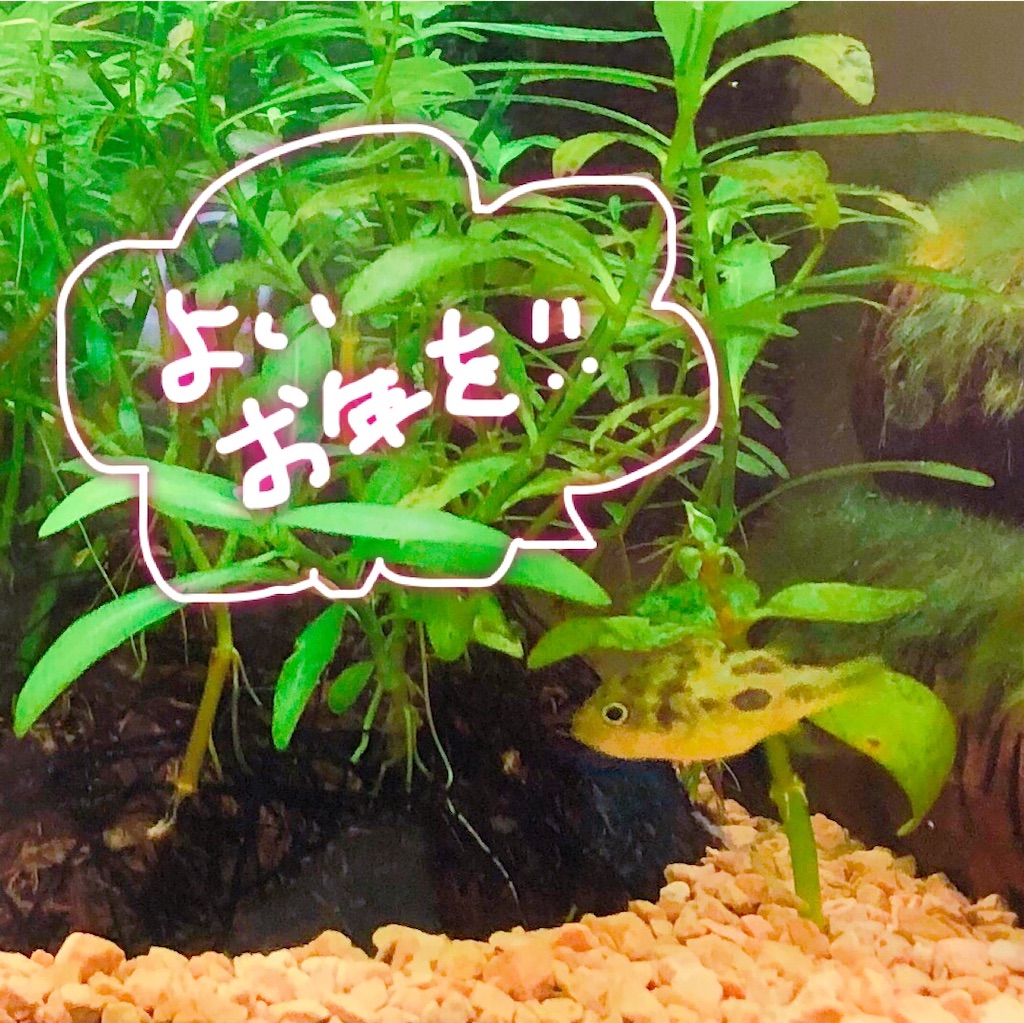 f:id:oxowo_a:20181230203341j:image