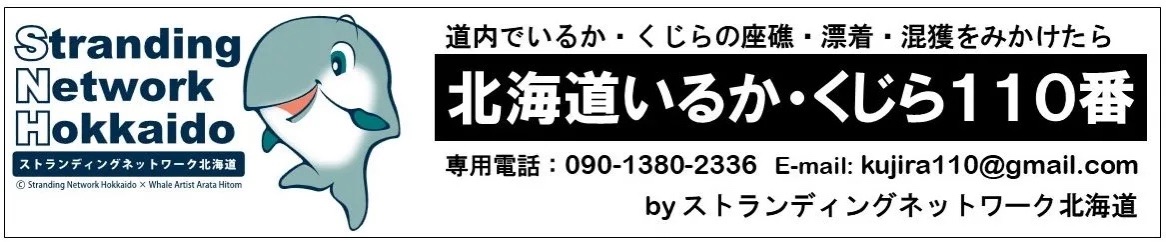 f:id:oxoxoxoxoxox:20240609180212j:image