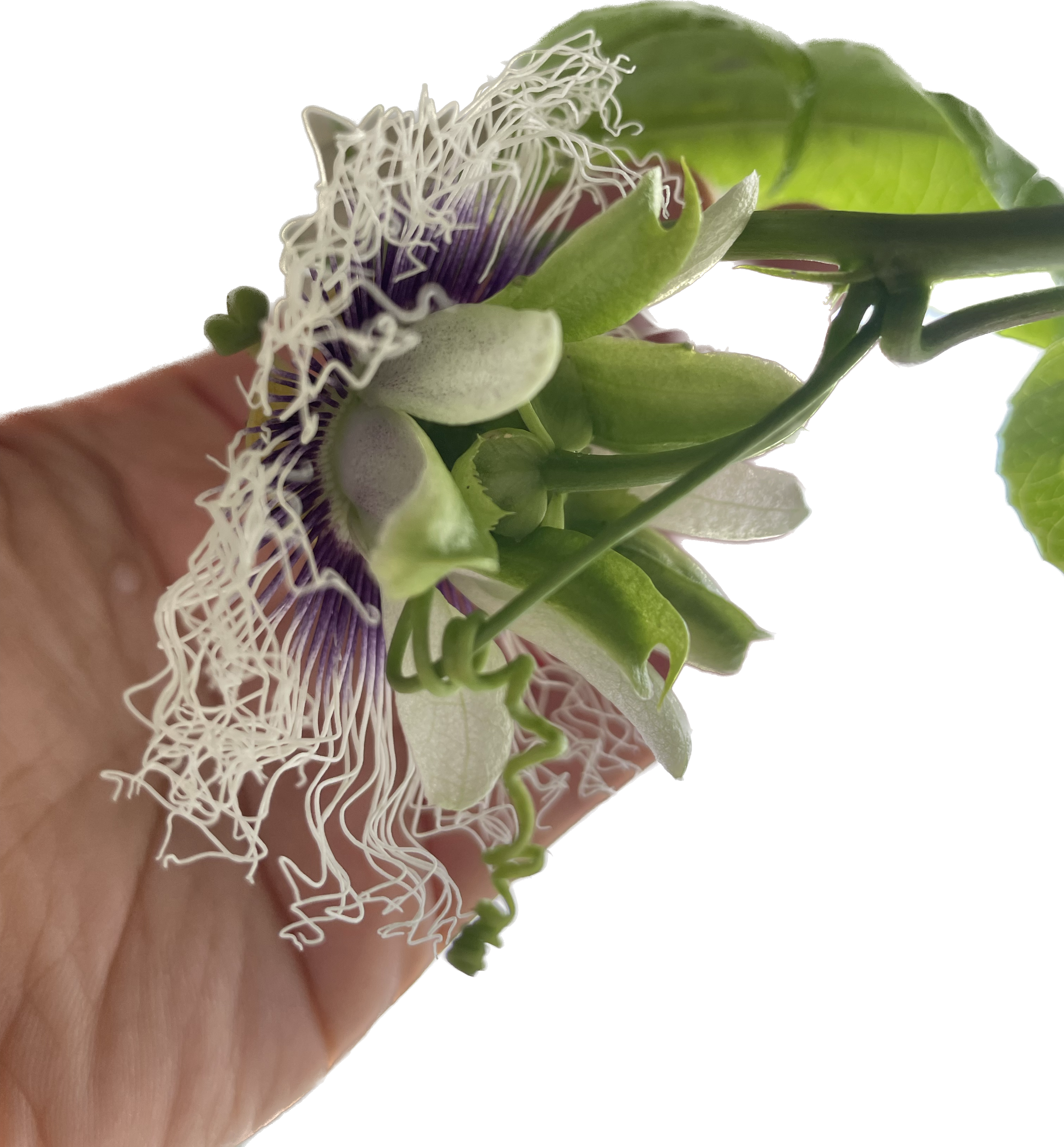 f:id:oxoxoxoxoxox:20240611180720p:image f:id:oxoxoxoxoxox:20240611180720p:image