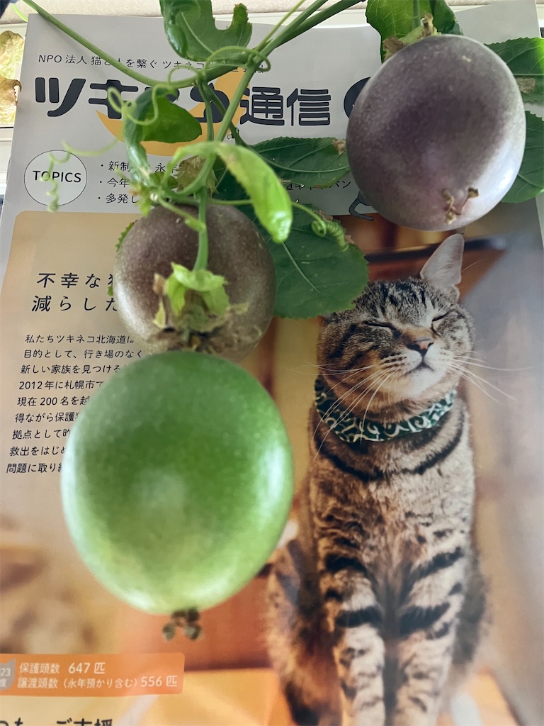 f:id:oxoxoxoxoxox:20241209214948j:image