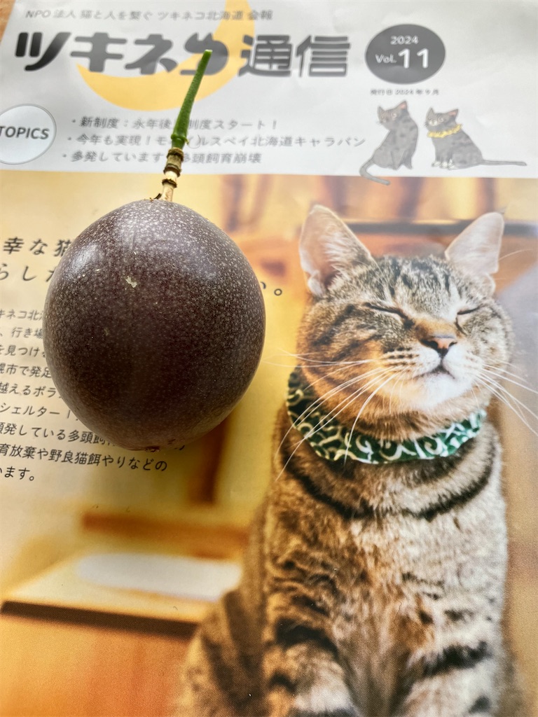 f:id:oxoxoxoxoxox:20241209220911j:image