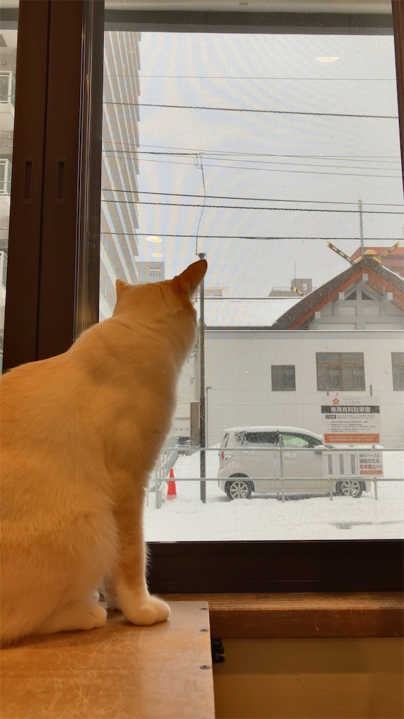 f:id:oxoxoxoxoxox:20241216212549j:image
