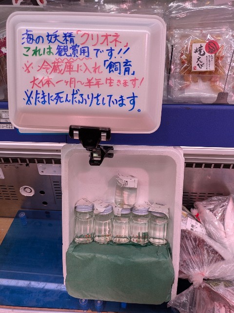 毎日おっさん】