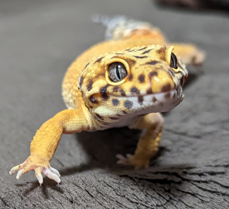 Gecko