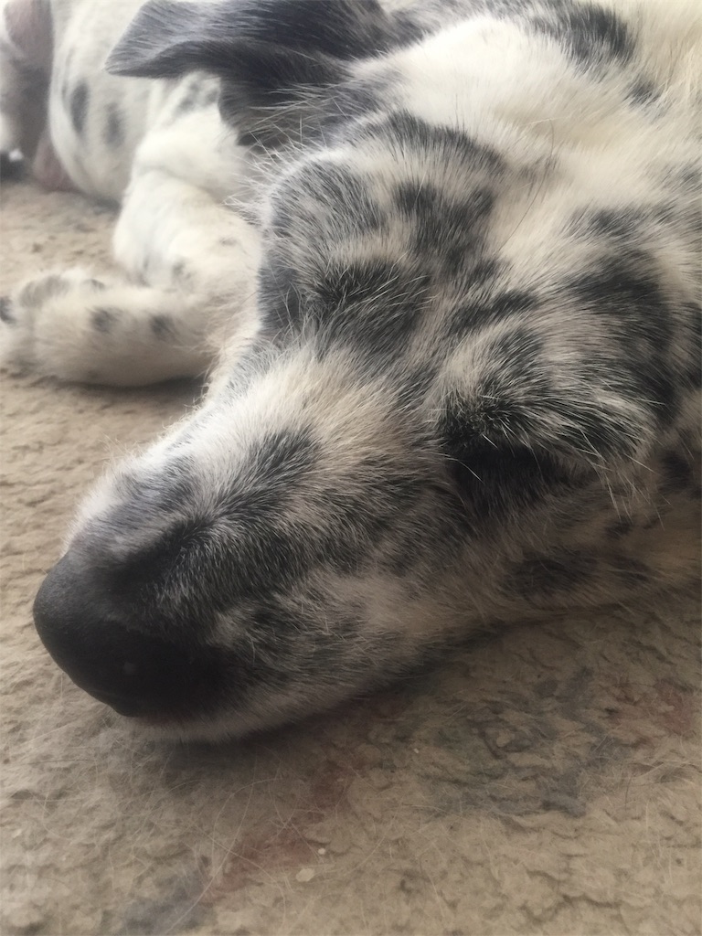 f:id:oyabun7badlands:20181122163506j:image