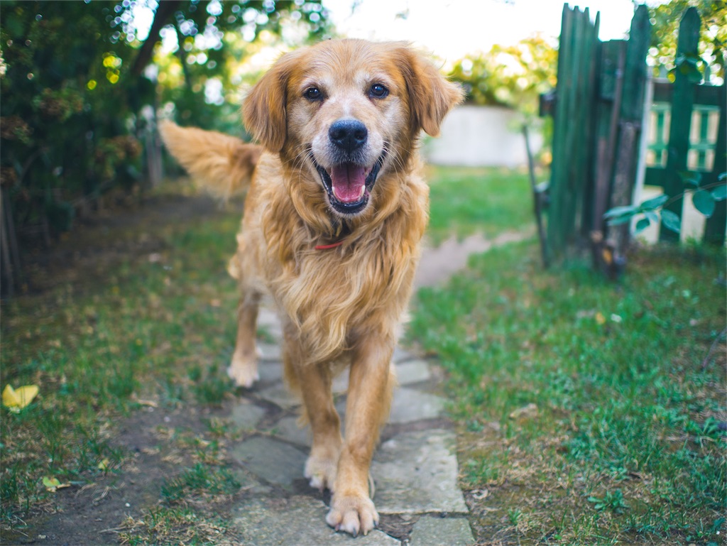 抜け毛 犬 対策 抜け毛 犬 対策