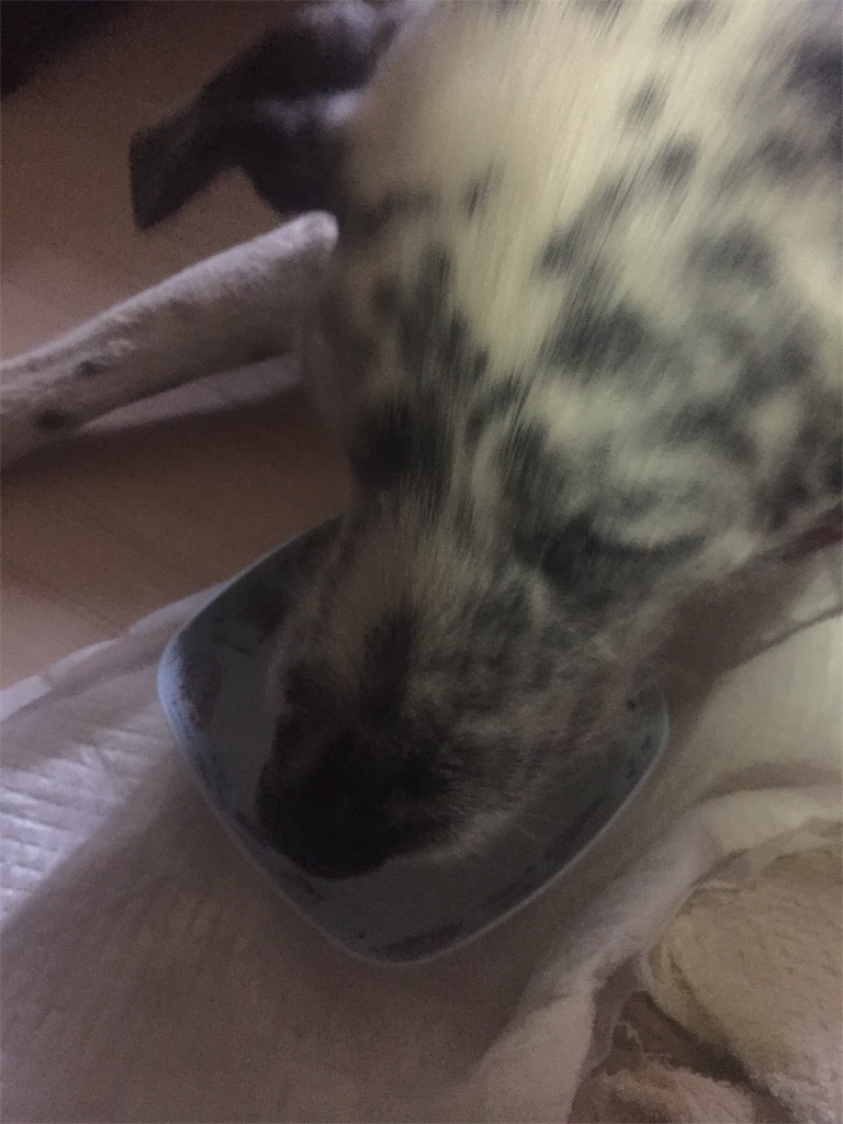 f:id:oyabun7badlands:20190602015322j:image