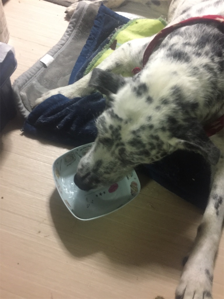 f:id:oyabun7badlands:20190602015404j:image