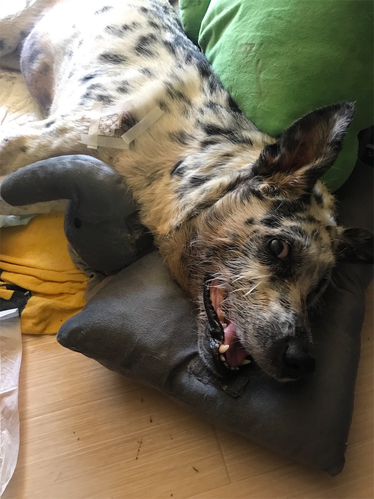 f:id:oyabun7badlands:20191009155048j:image