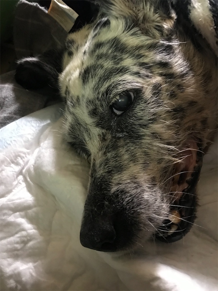 f:id:oyabun7badlands:20191129075019j:image f:id:oyabun7badlands:20191129075019j:image