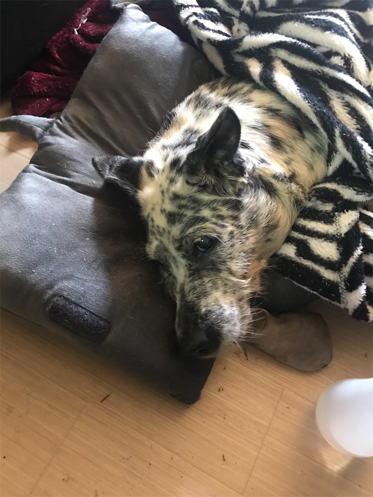 f:id:oyabun7badlands:20191129075113j:image f:id:oyabun7badlands:20191129075113j:image