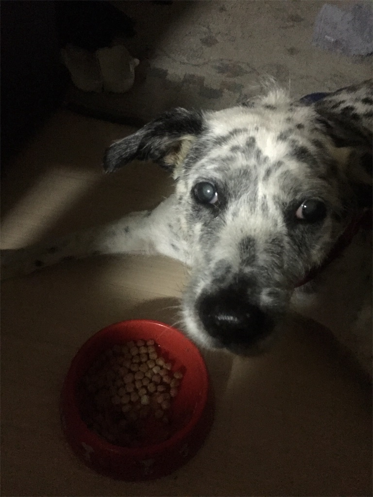 f:id:oyabun7badlands:20191205105339j:image f:id:oyabun7badlands:20191205105339j:image