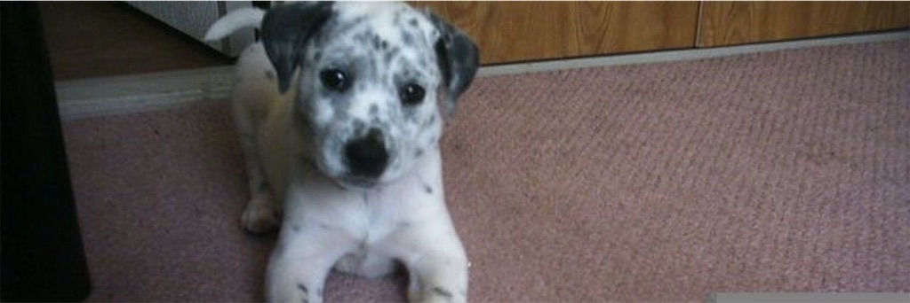 f:id:oyabun7badlands:20191214142531j:image