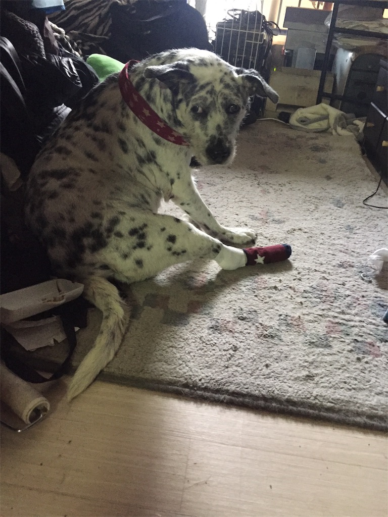 f:id:oyabun7badlands:20191214143416j:image