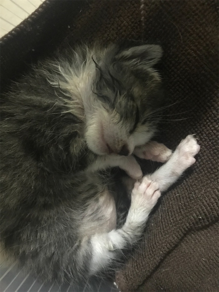 f:id:oyabun7badlands:20200810084924j:image