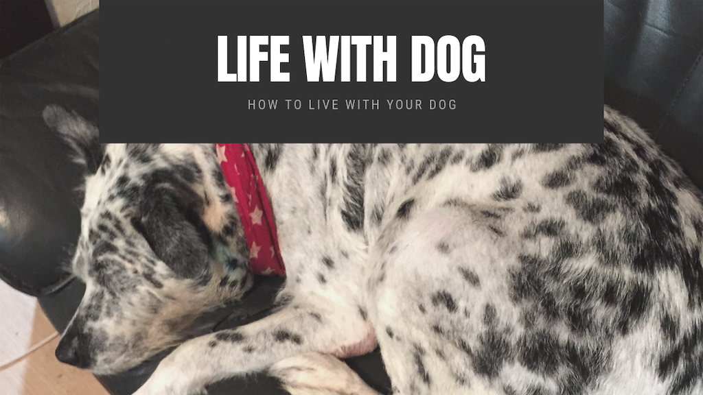 f:id:oyabun7badlands:20210814120824p:image f:id:oyabun7badlands:20210814120824p:image