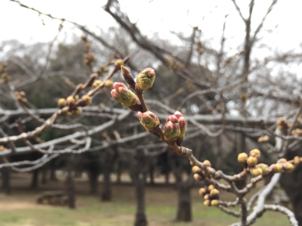 f:id:oyaco_blog:20160319032008j:image f:id:oyaco_blog:20160319032008j:image