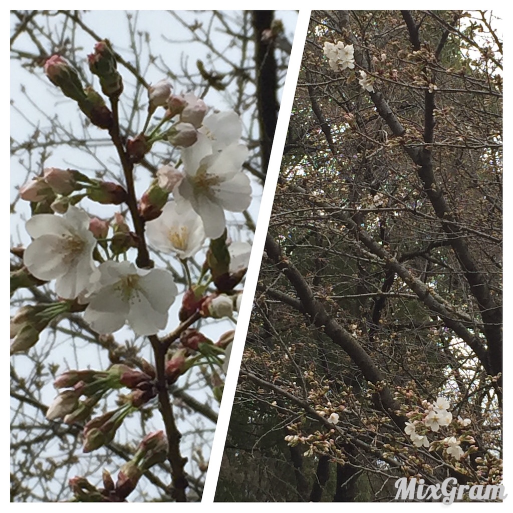 f:id:oyaco_blog:20160320085127j:image f:id:oyaco_blog:20160320085127j:image