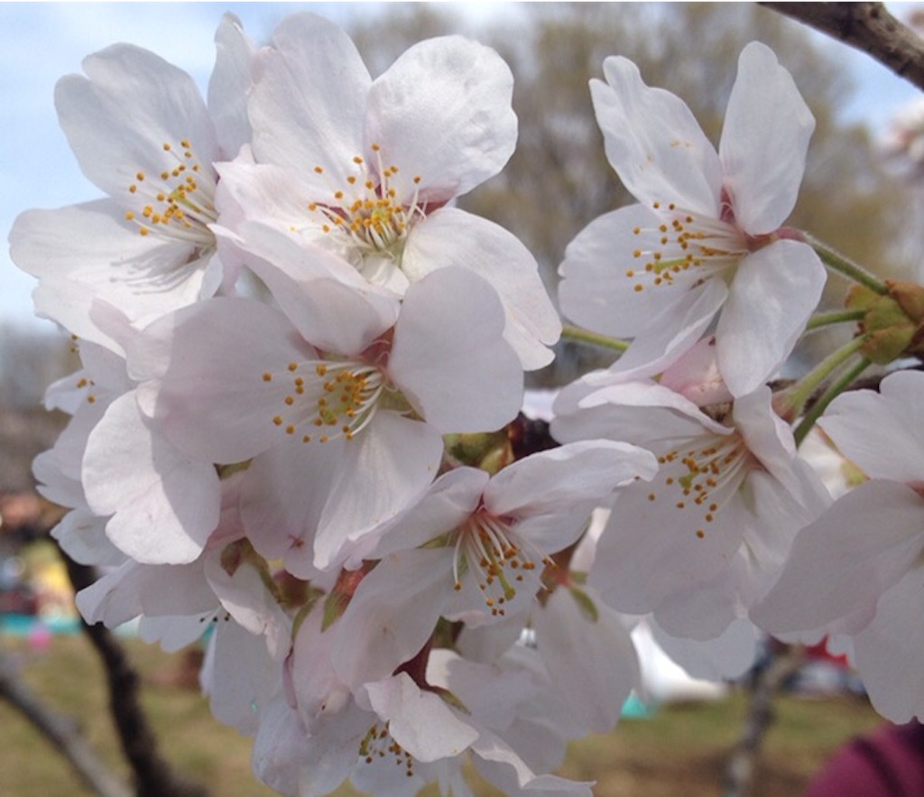 f:id:oyaco_blog:20160320232137j:image f:id:oyaco_blog:20160320232137j:image