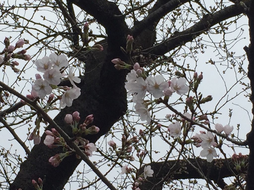 f:id:oyaco_blog:20160321111036j:image f:id:oyaco_blog:20160321111036j:image