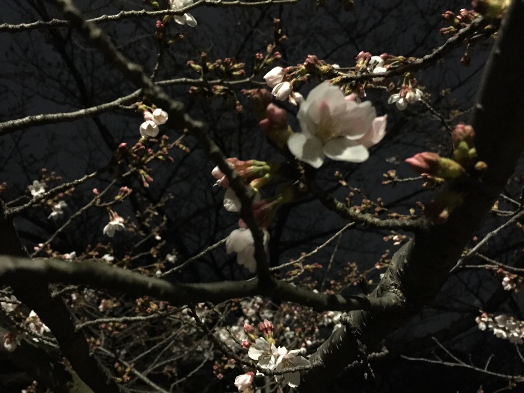 f:id:oyaco_blog:20160325225704j:image f:id:oyaco_blog:20160325225704j:image