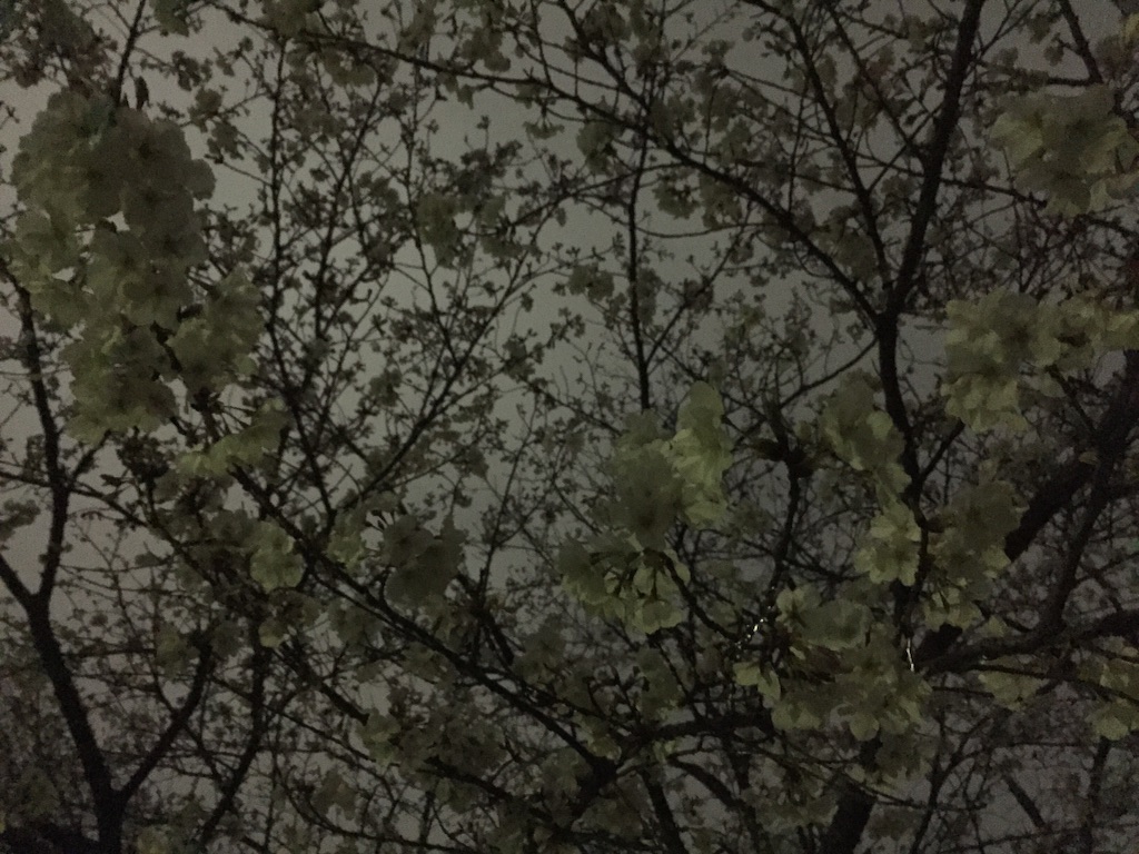 f:id:oyaco_blog:20160325225736j:image f:id:oyaco_blog:20160325225736j:image