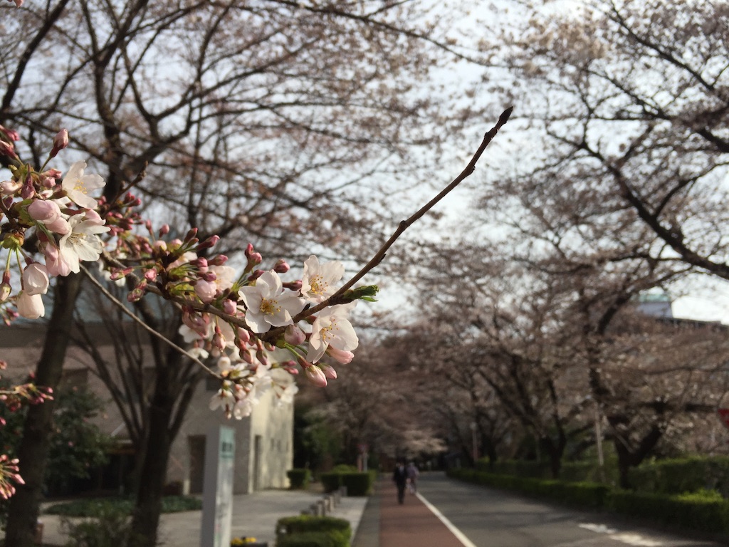 f:id:oyaco_blog:20160330092423j:image f:id:oyaco_blog:20160330092423j:image