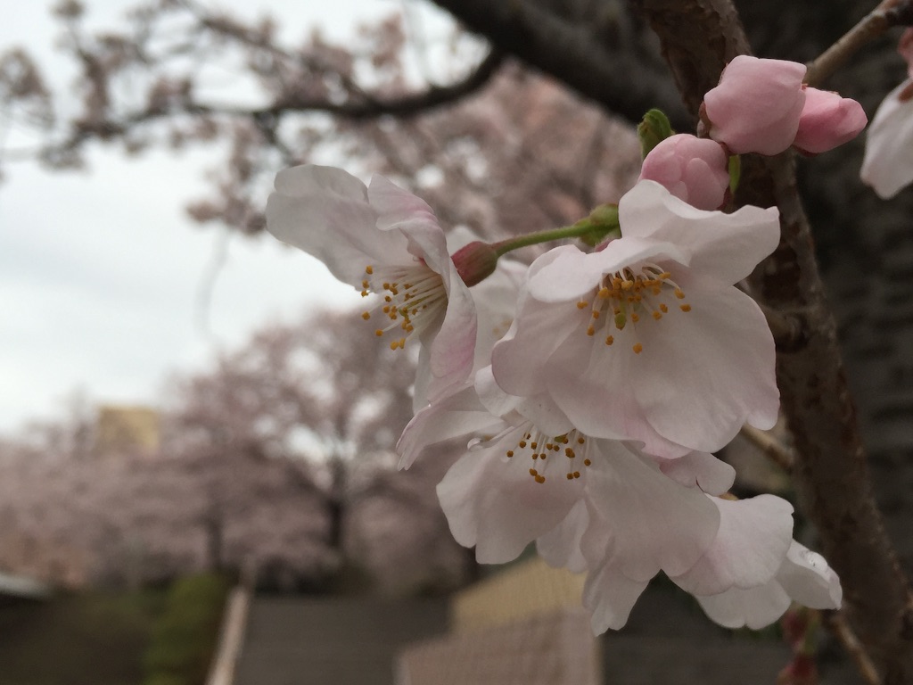 f:id:oyaco_blog:20160403162157j:image f:id:oyaco_blog:20160403162157j:image
