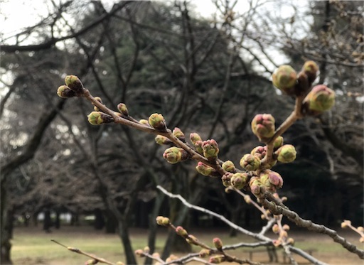 f:id:oyaco_blog:20190319092308j:image f:id:oyaco_blog:20190319092308j:image