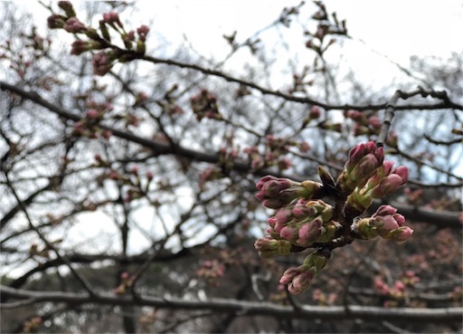 f:id:oyaco_blog:20190319092343j:image f:id:oyaco_blog:20190319092343j:image