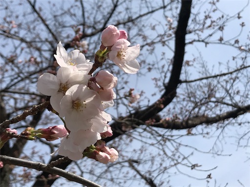 f:id:oyaco_blog:20190322200825j:image f:id:oyaco_blog:20190322200825j:image