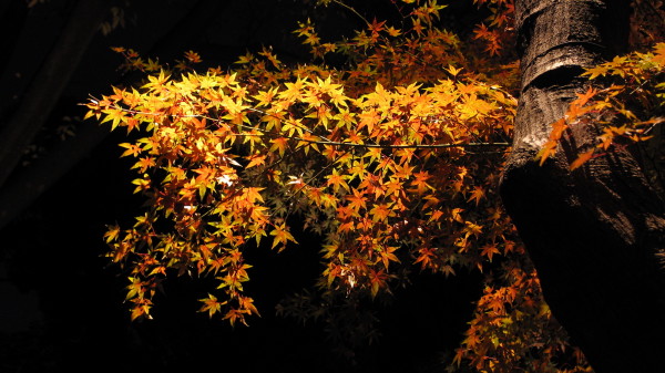 f:id:oyaji999:20121201182540j:image