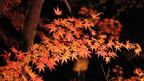 f:id:oyaji999:20121201195321j:image