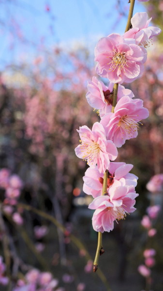 f:id:oyaji999:20130225161746j:image