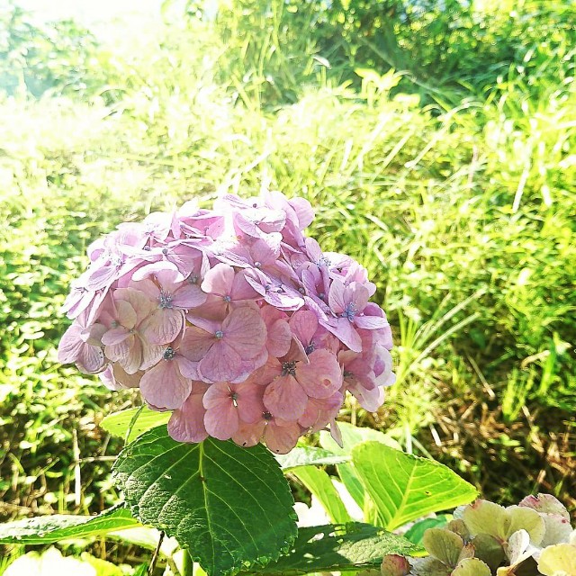 f:id:oyajicyclist:20200724065242j:image