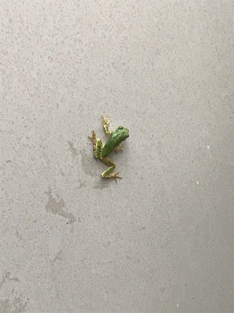 f:id:oyajinoniwa:20190715202457j:image