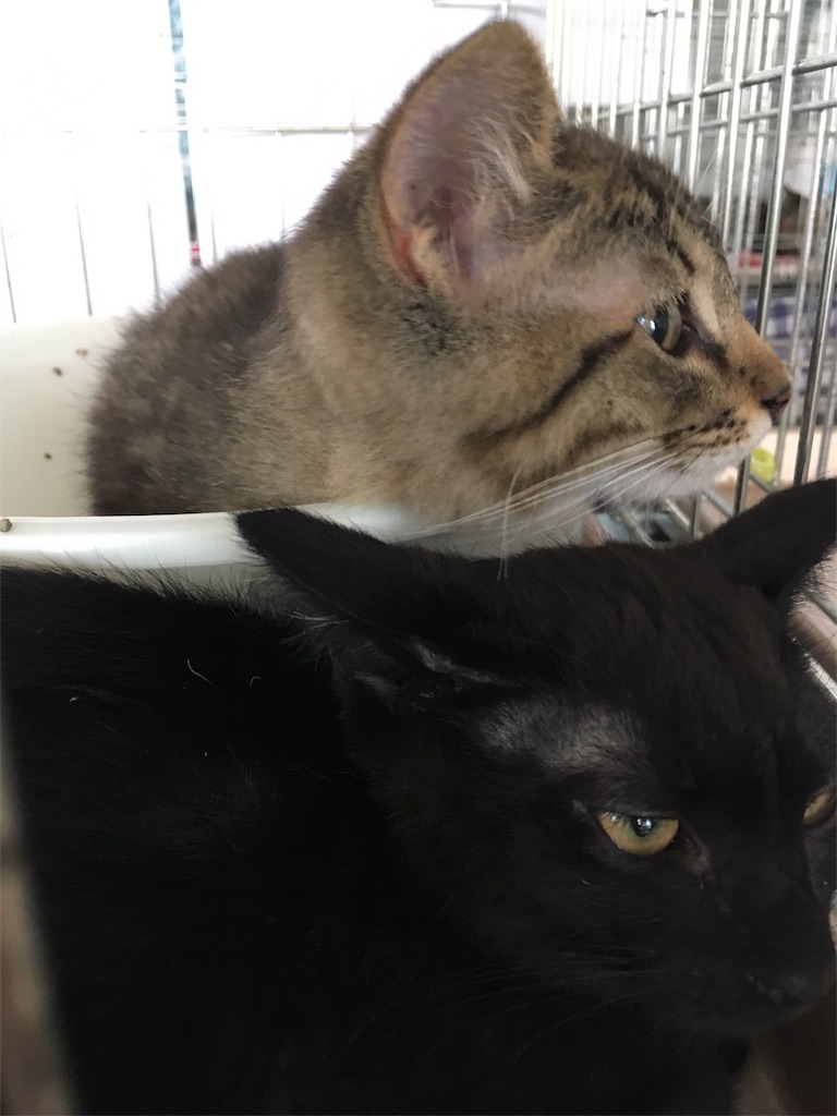 f:id:oyakitoneko:20161014200855j:image