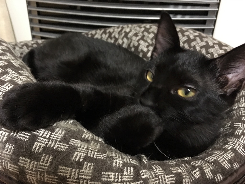 f:id:oyakitoneko:20161014201037j:image